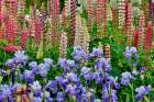 USA, Oregon. Garden in full bloom with bearded iris and Russell lupine. Art Print